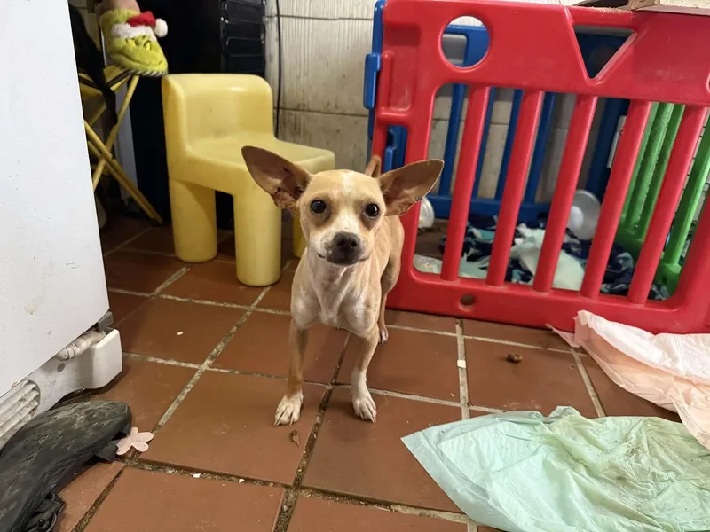 A young small-sized female Chihuahua dog named Snickers for adoption in Carmel, NY