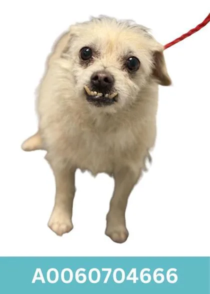 An adult small-sized male Terrier dog named Julian for adoption in Red Bluff, CA