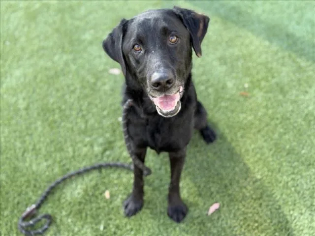 An adult large-sized male Labrador Retriever dog named Roomba for adoption in Los Angeles, CA