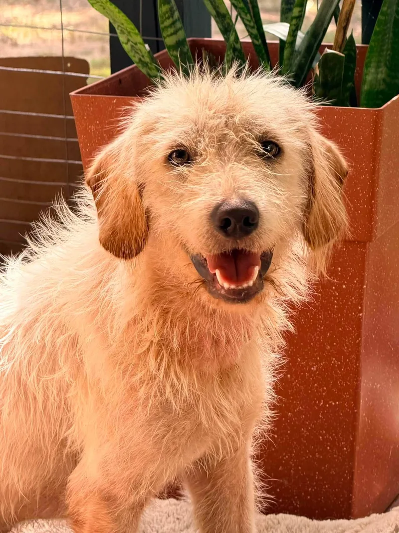 A young large-sized male Mixed Breed dog named Jude for adoption in Lee, NH