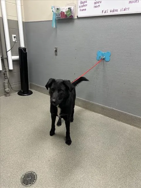 A young large-sized male Labrador Retriever dog named Max for adoption in Las Vegas, NV