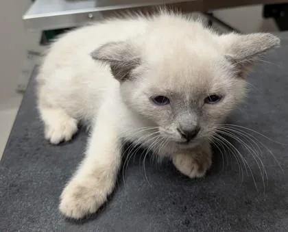 A young small-sized female Domestic Short Hair cat named Fescue for adoption in Missoula, MT