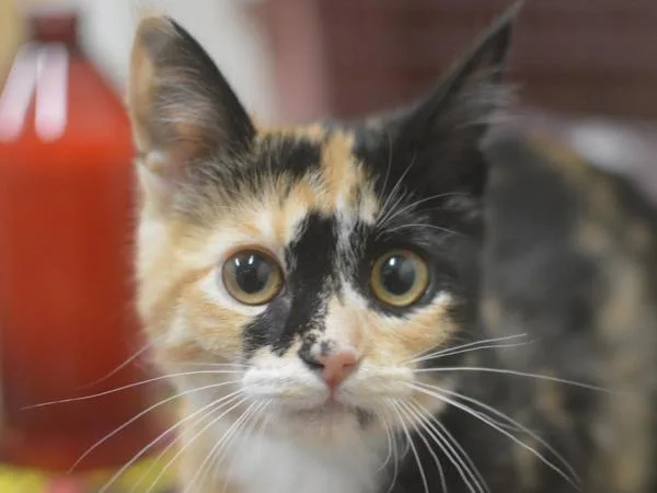 A baby small-sized female Domestic Short Hair cat named Reba for adoption in Portland, OR