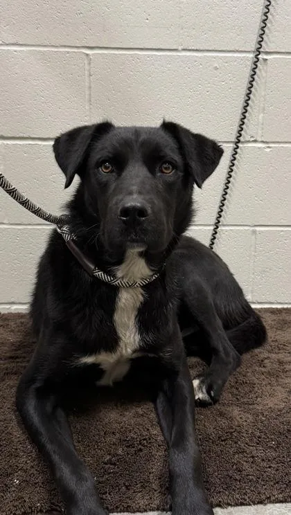 A young large-sized male Black Labrador Retriever dog named Blaze for adoption in Redmond, OR