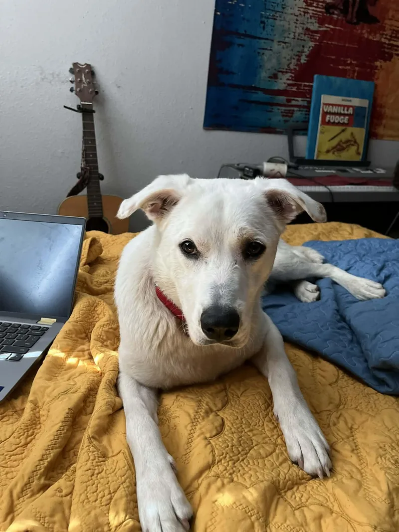 A young medium-sized male White / Cream Labrador Retriever dog named Gus for adoption in Lewisville, IN