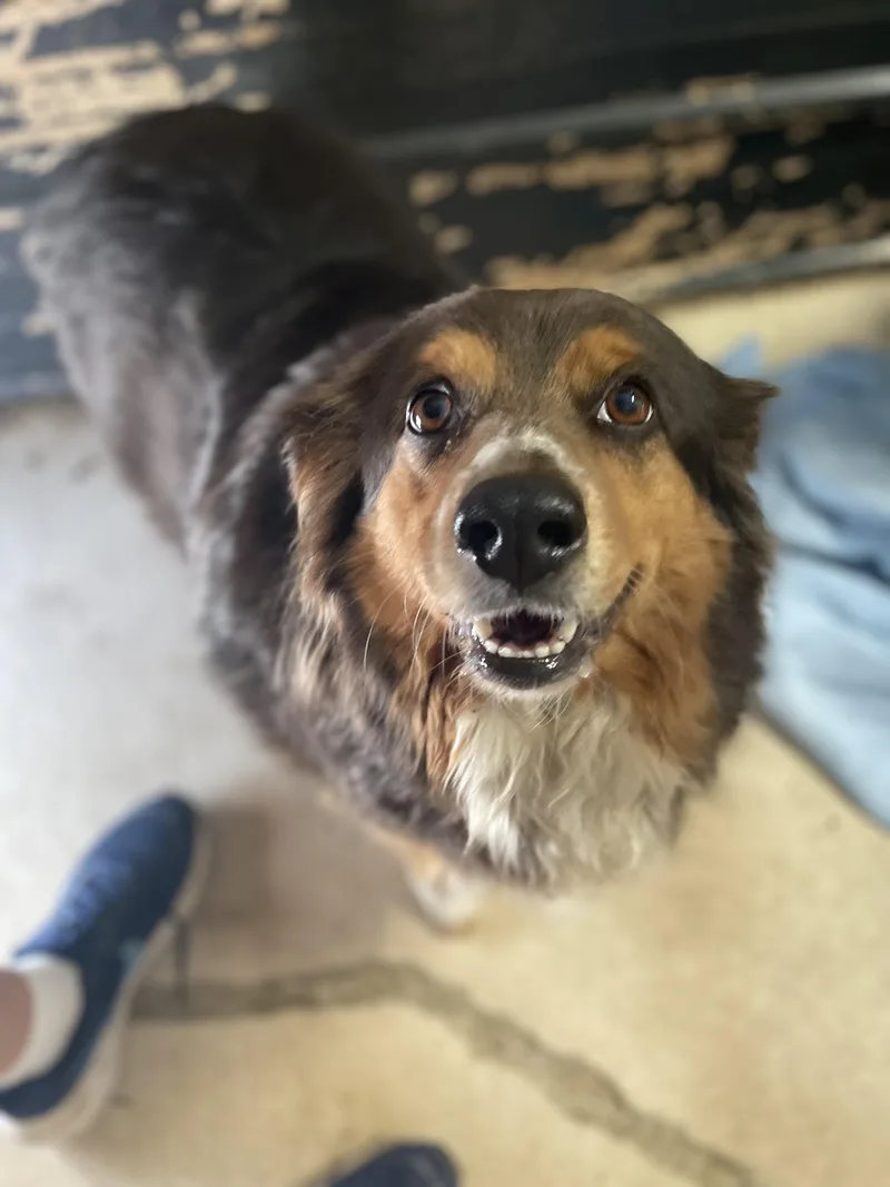 An adult medium-sized female Australian Shepherd dog named Harley for adoption in Tracy City , TN