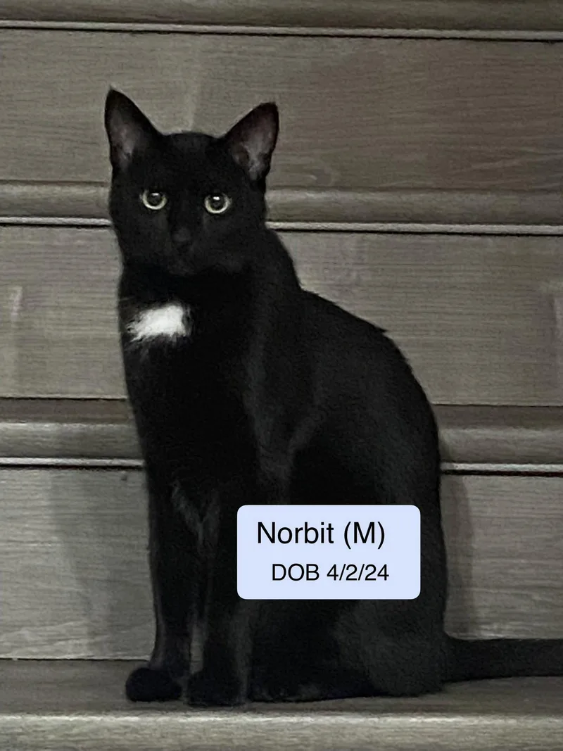 A young medium-sized male Black & White / Tuxedo Domestic Short Hair cat named Norbit for adoption in Vacaville, CA