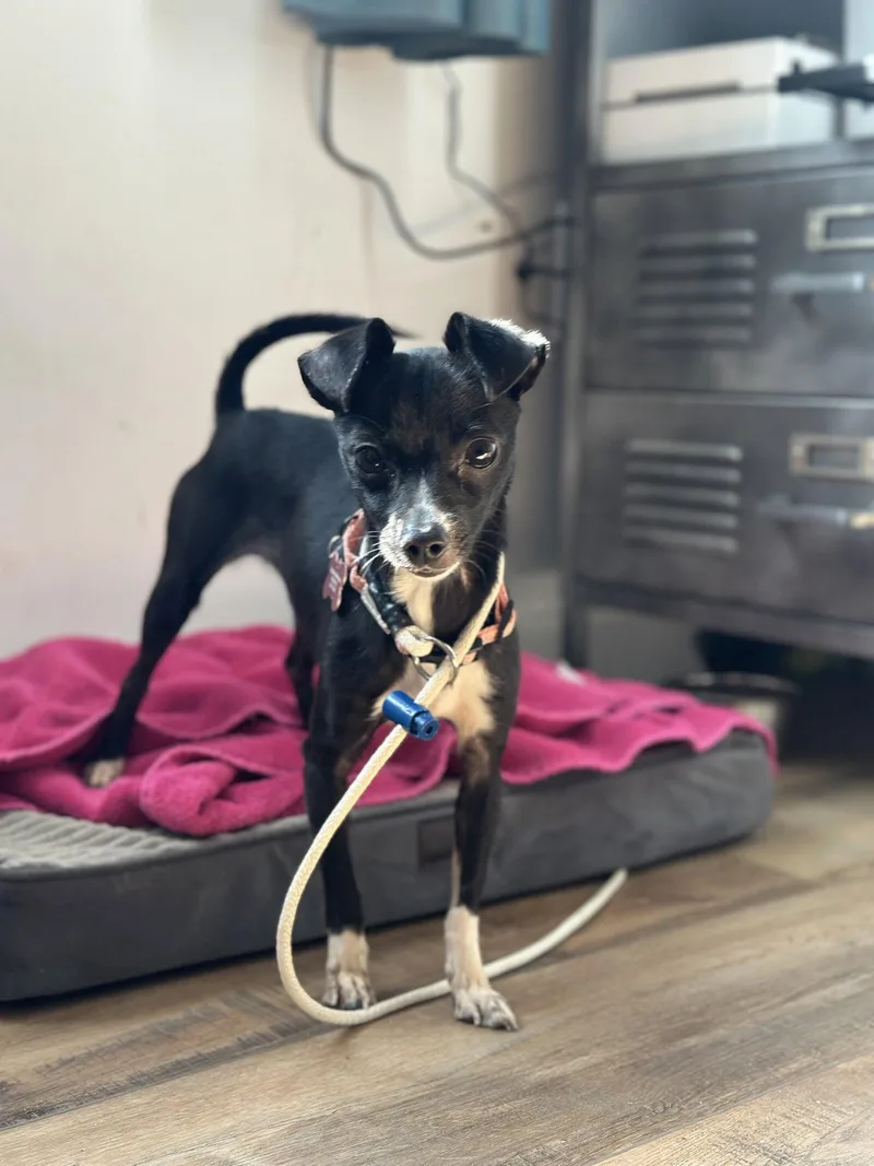 An adult small-sized female Chihuahua dog named Tootsie for adoption in Bothell, WA