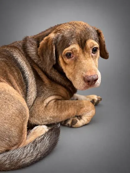 A senior medium-sized male Beagle dog named Diego for adoption in Bowling Green, KY
