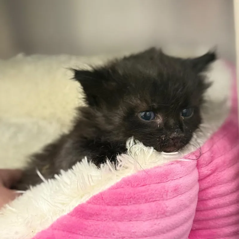 A baby small-sized male Domestic Long Hair cat named Sam for adoption in Spring Hill, KS