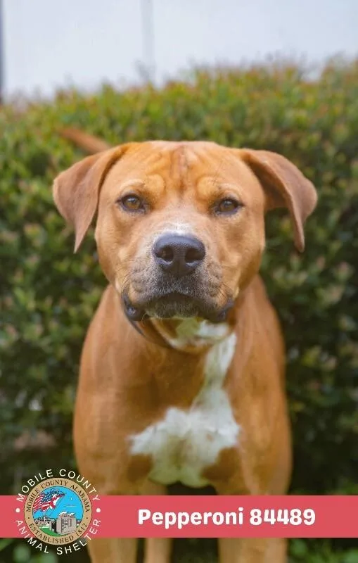 An adult large-sized male Red / Chestnut / Orange Mastiff dog named Pepperoni for adoption in Mobile, AL