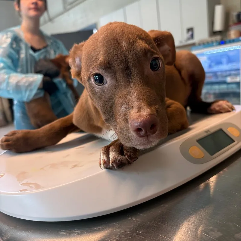 A baby small-sized male Brown / Chocolate Mixed Breed dog named Dexter for adoption in Huntington, WV