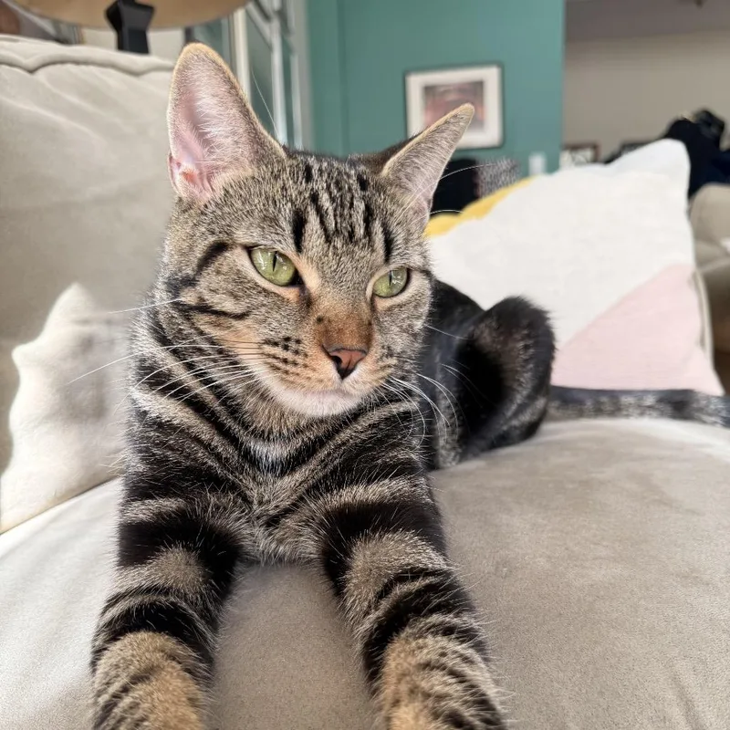 Estella Jasmine thumbnail 2