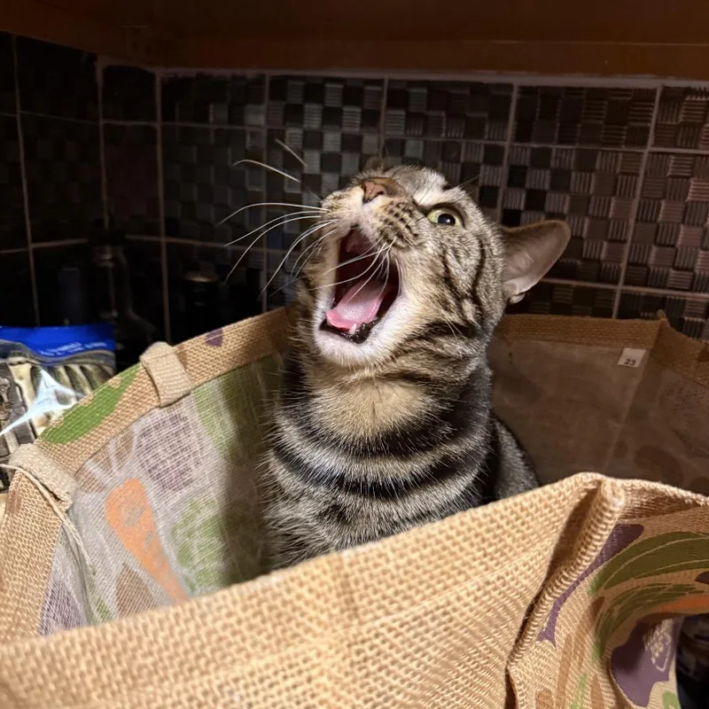 Estella Jasmine thumbnail 3