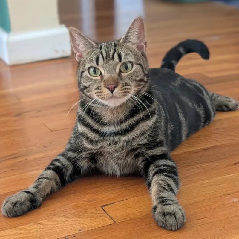 Estella Jasmine thumbnail 4