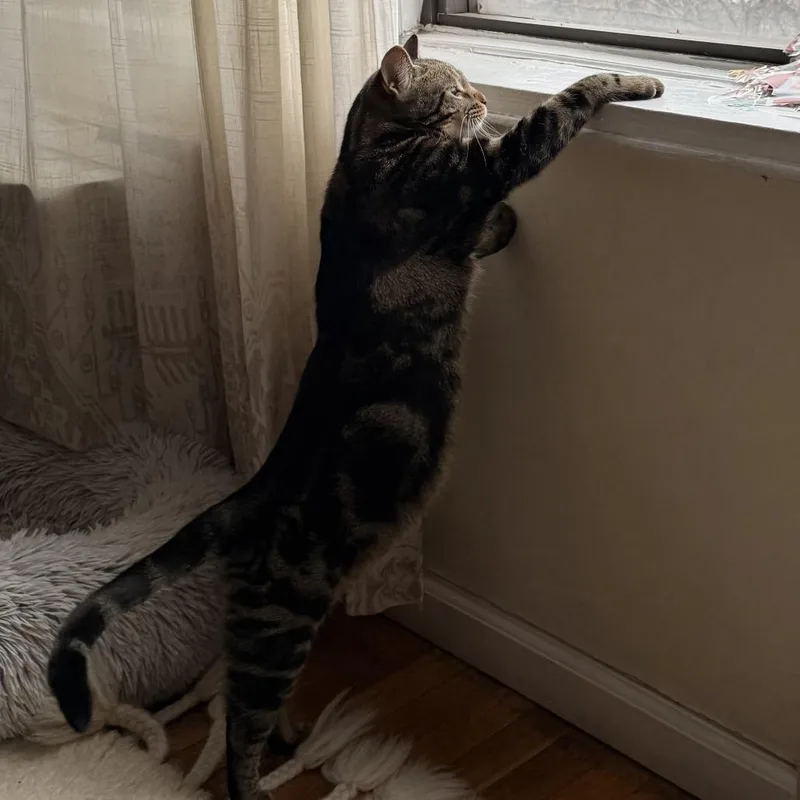 Estella Jasmine thumbnail 5