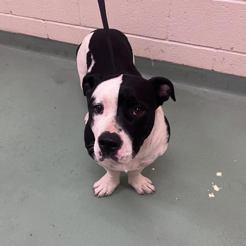 Bubba Gump thumbnail 2