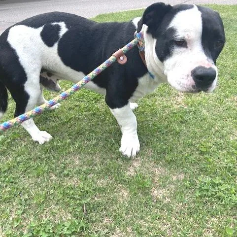 Bubba Gump thumbnail 3