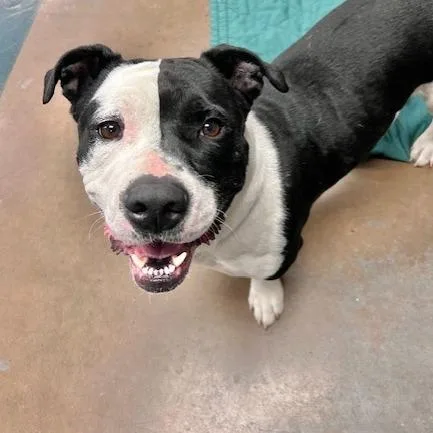 Bubba Gump thumbnail 4