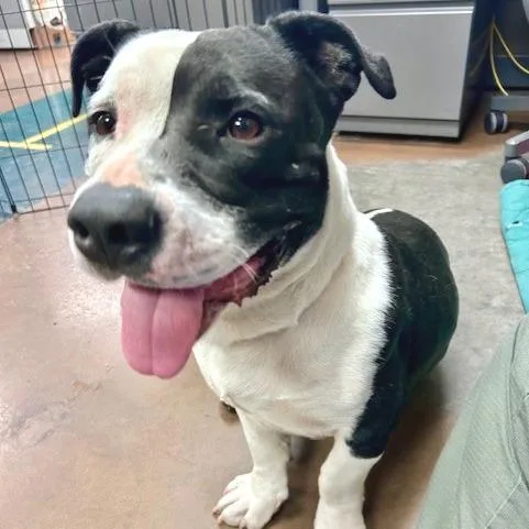 Bubba Gump thumbnail 5