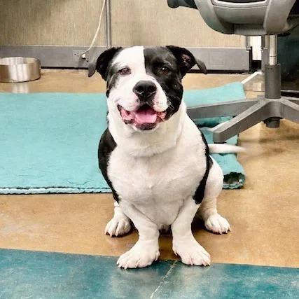 Bubba Gump thumbnail 6