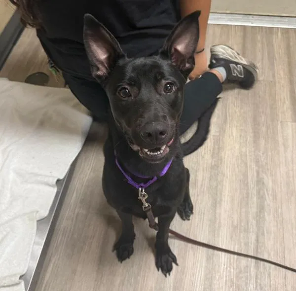 A young medium-sized male Shepherd dog named Skip for adoption in Oceanside, CA