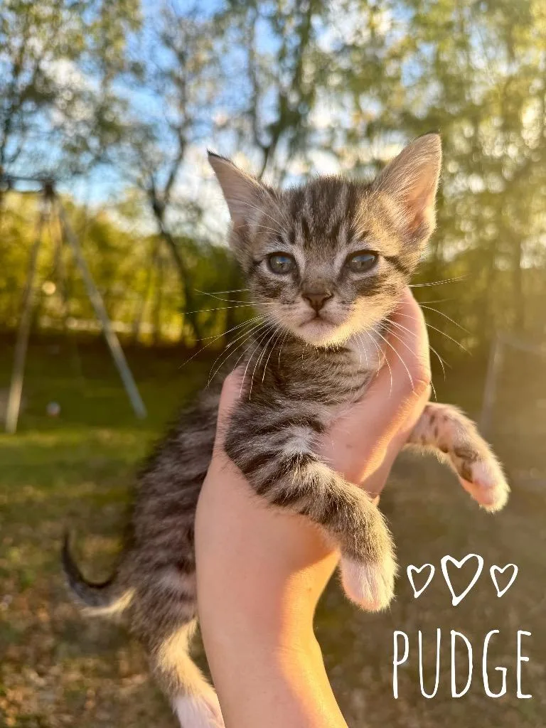 A baby medium-sized male Domestic Short Hair cat named Pudge for adoption in Claremore, OK