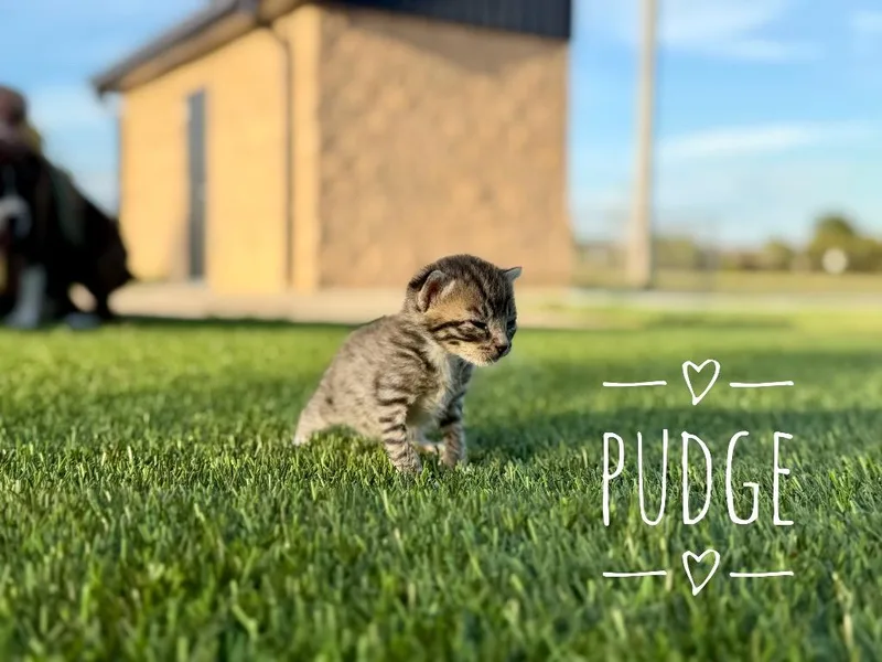 Pudge thumbnail 2