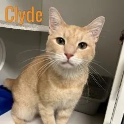 An adult medium-sized male Domestic Short Hair cat named Clyde for adoption in Pleasantville, NJ