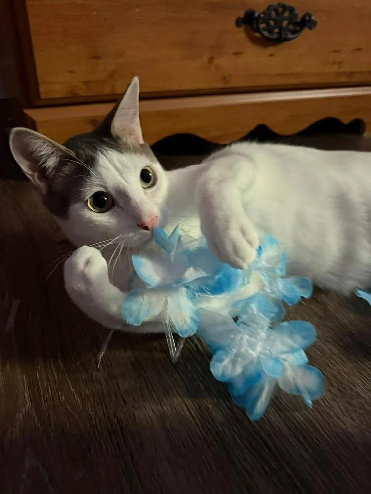A young medium-sized male Gray & White Domestic Short Hair cat named Apollo M for adoption in Dallas, TX