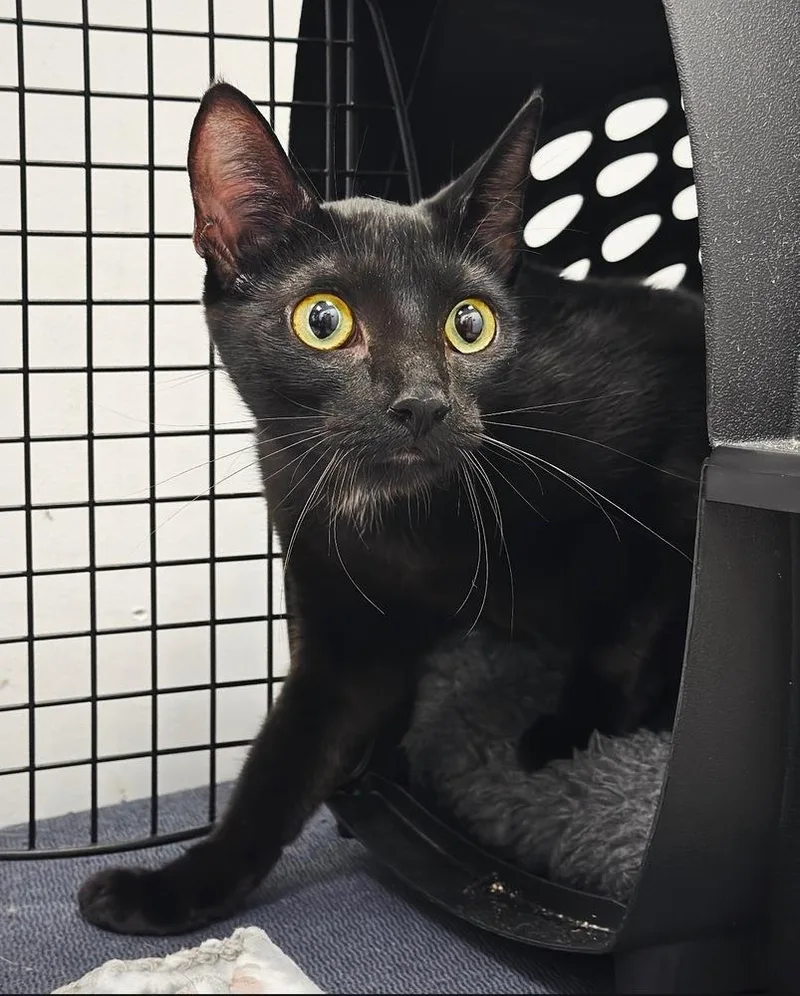A young medium-sized female Black Domestic Short Hair cat named Persephone for adoption in Deltona, FL