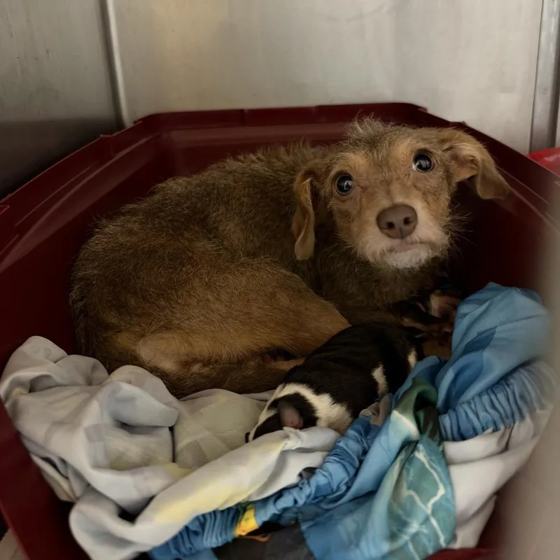 An adult small-sized female Yorkshire Terrier dog named Ramsey for adoption in Northbrook, IL