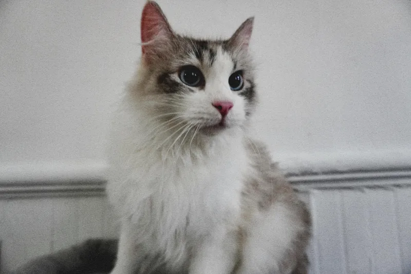 An adult medium-sized female White Siamese cat named Kiki for adoption in Chickasaw, AL