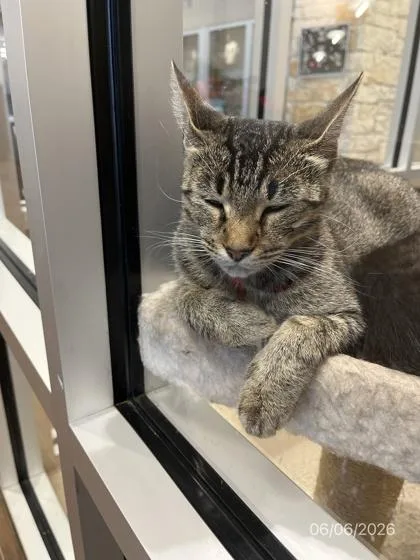 An adult medium-sized female American Shorthair cat named Charity for adoption in North Richland Hills, TX