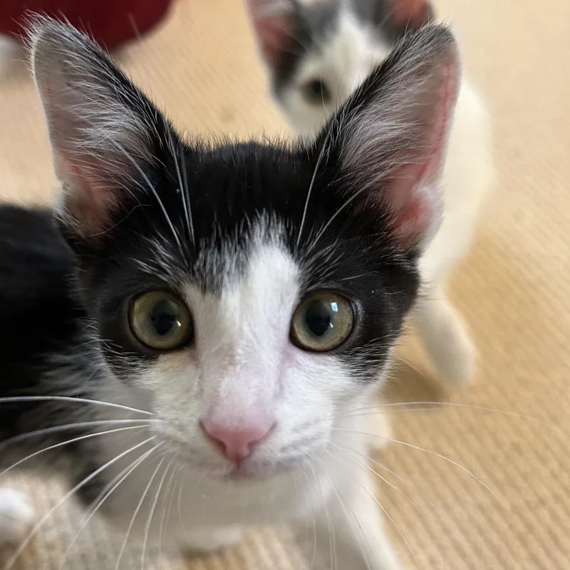 A baby small-sized female Domestic Short Hair cat named Zoey for adoption in Portage, MI