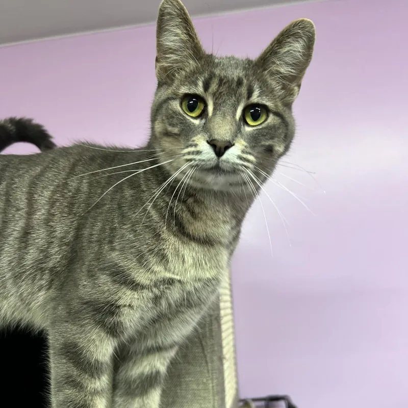 Stewbie Doobie Doo thumbnail 2