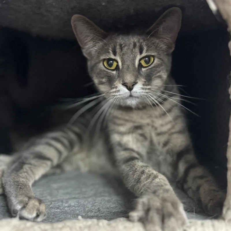 Stewbie Doobie Doo thumbnail 3