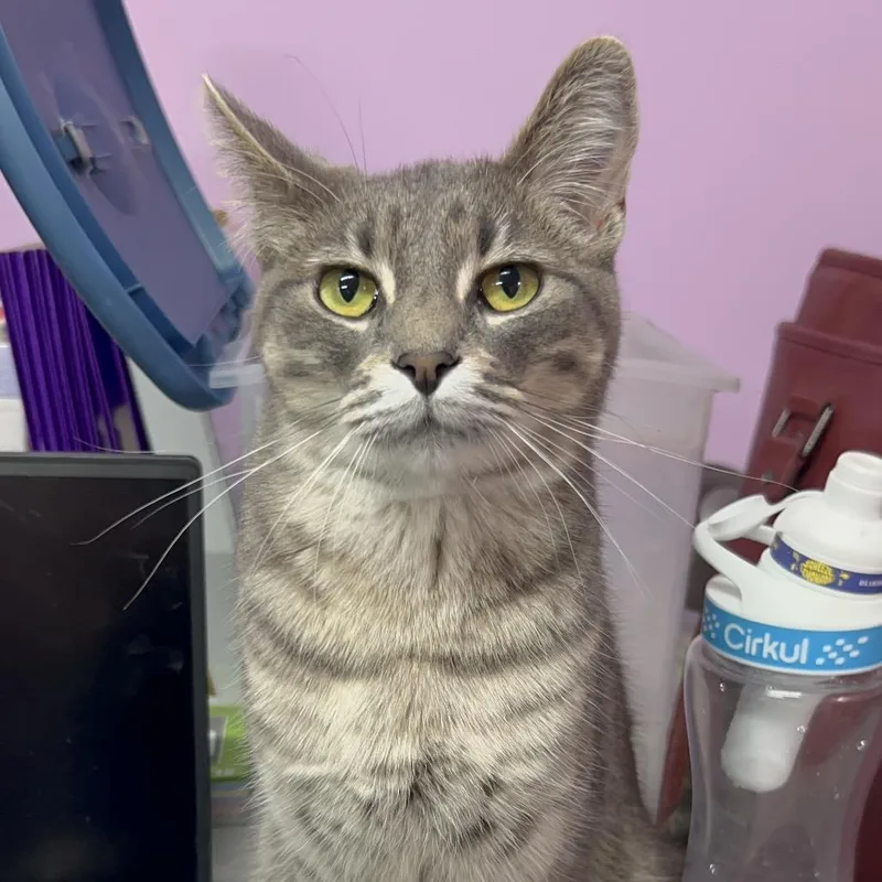 Stewbie Doobie Doo thumbnail 4