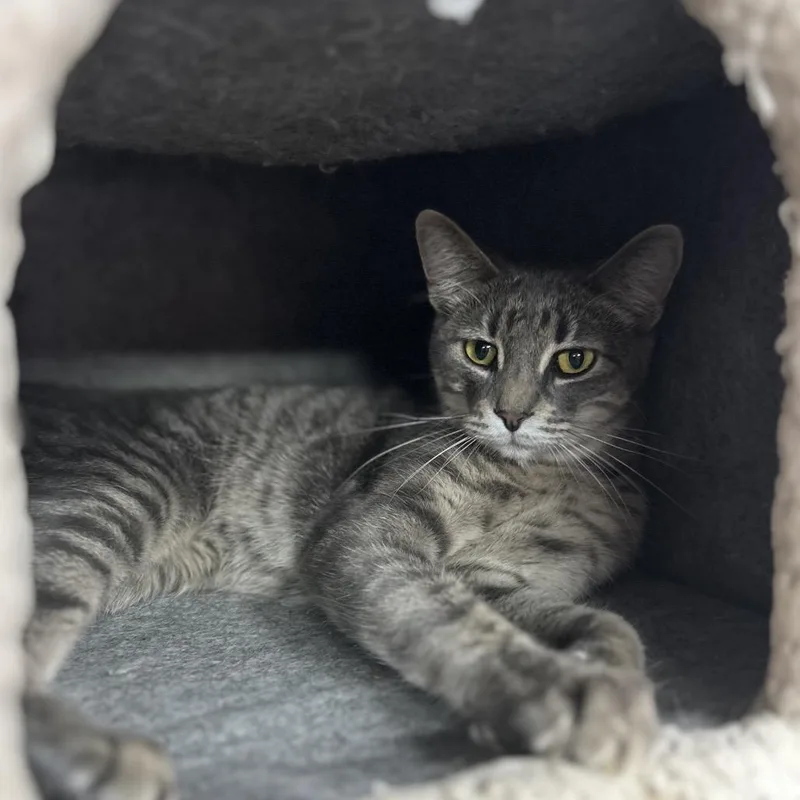 Stewbie Doobie Doo thumbnail 5