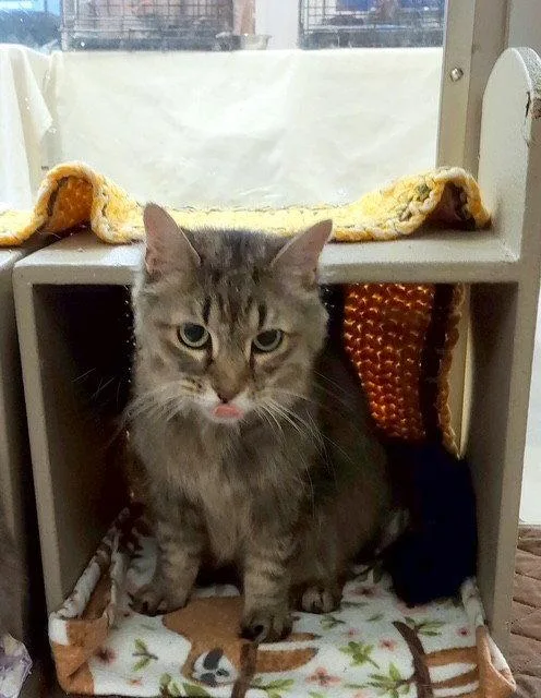 A senior large-sized female Domestic Medium Hair cat named Minx for adoption in Fayetteville, GA