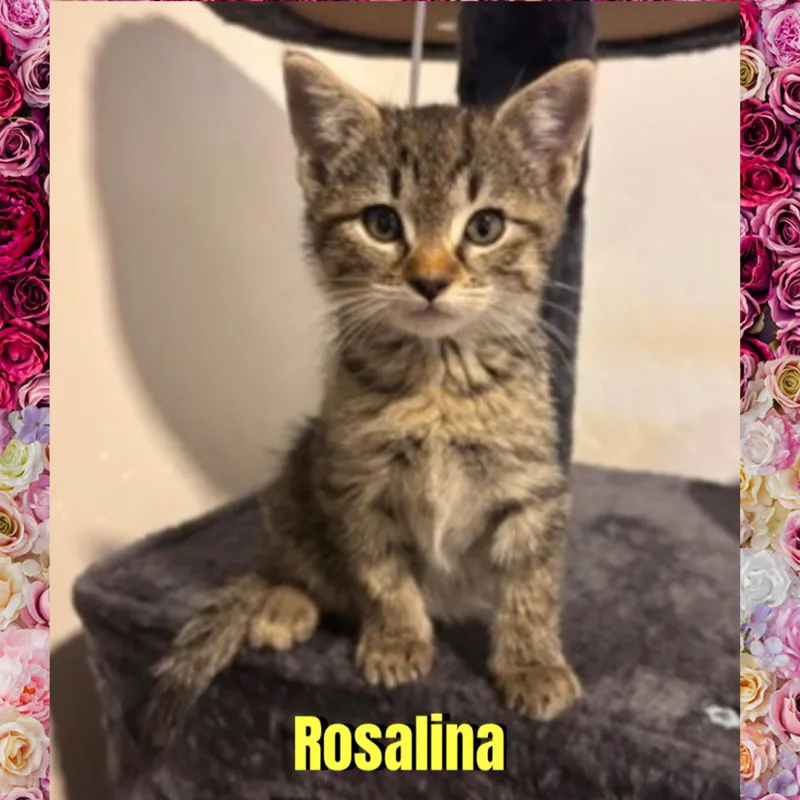 A baby medium-sized female Tabby (Gray / Blue / Silver) Domestic Short Hair cat named Rosalina for adoption in Red Lodge, MT