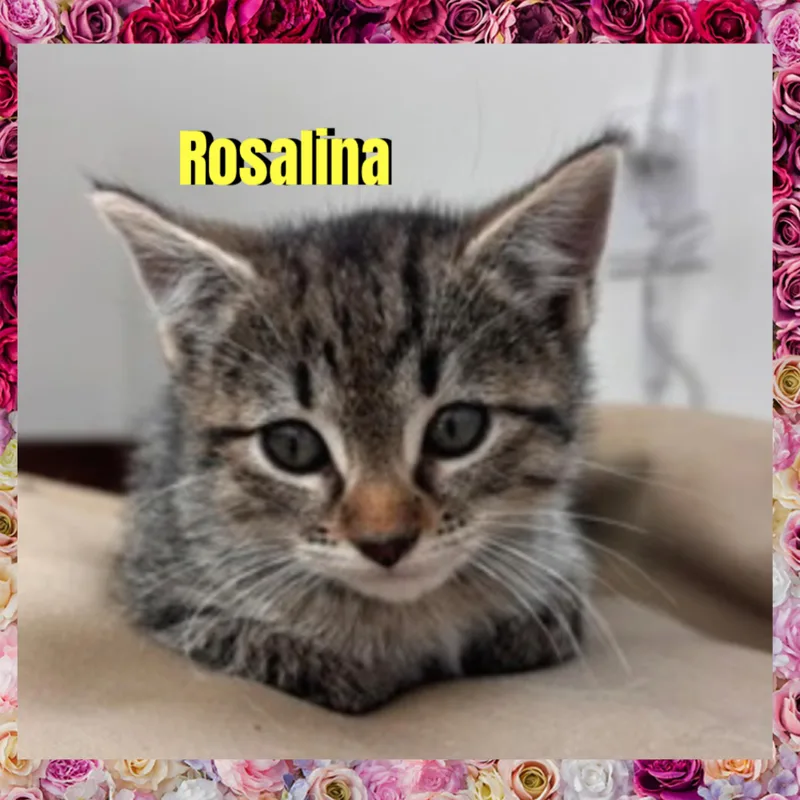Rosalina thumbnail 2
