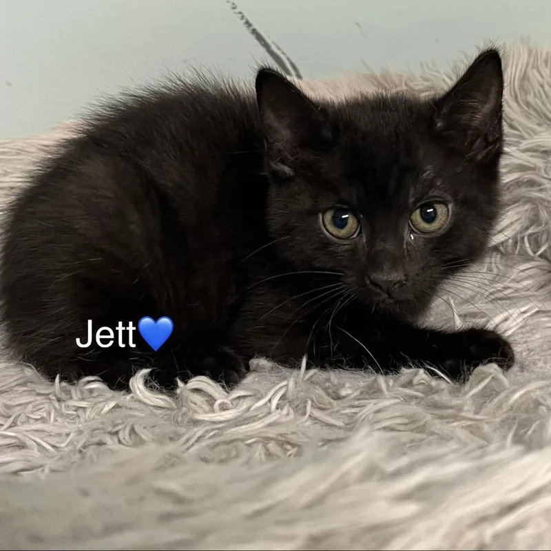 Jett