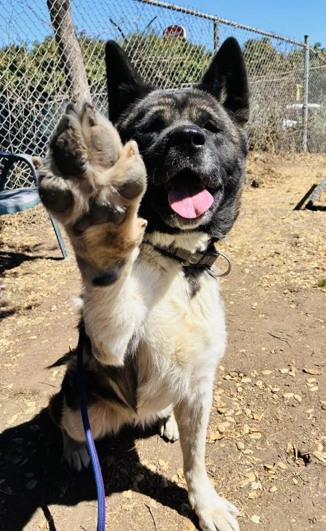 An adult large-sized female Akita dog named Tundra for adoption in Santa Barbara, CA