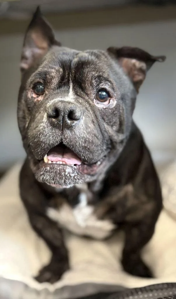 A senior medium-sized male Mixed Breed dog named Bubbas for adoption in Jackson, MI