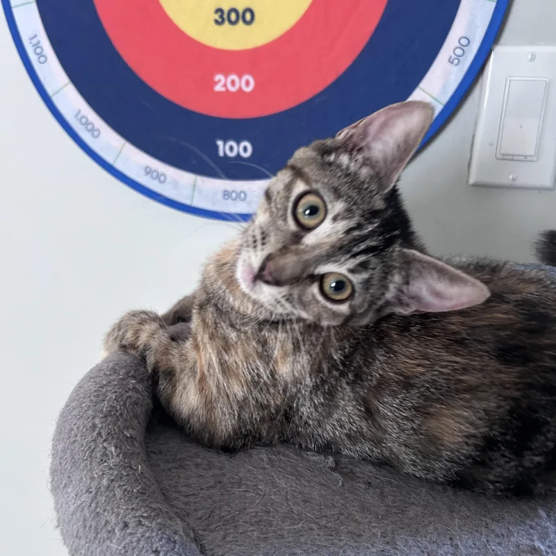 A baby small-sized female Torbie Domestic Short Hair cat named Bunny for adoption in Manchester, NH
