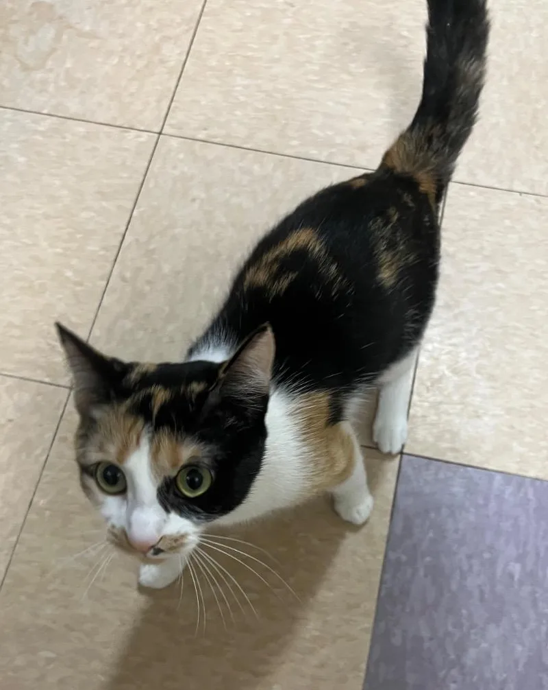 A young medium-sized female Domestic Short Hair cat named Penne for adoption in Little Rock, AR