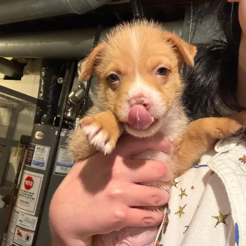 A baby small-sized male Brown / Chocolate Mixed Breed dog named Simcoe for adoption in Buffalo, MN