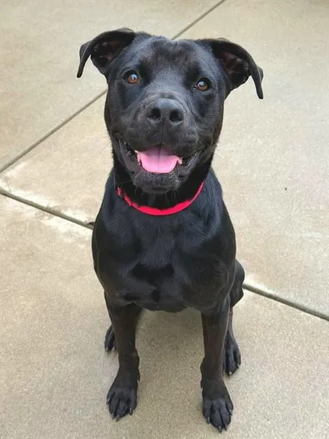 A young large-sized male Labrador Retriever dog named Reese for adoption in Sacramento, CA
