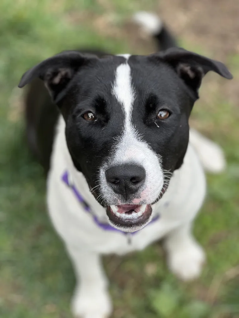 A young medium-sized female Black Pit Bull Terrier dog named Thea for adoption in Monroe, OH